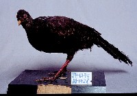 藍腹鷴藏品圖，第3張